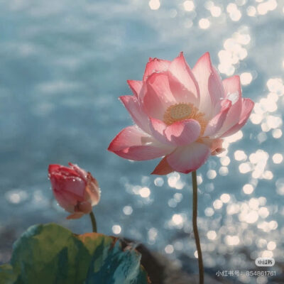 Trà Lá Sen Giảm Cân